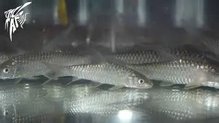 India&rsquo;s Largest Freshwater Fish! Tor Putitora. #GoldenMahseer #Fishing #torputitora #monsterfish