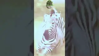 #wildlifemoments #animals #zebra #lion #chase #viralshort
