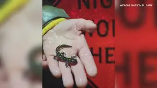 Watch out for salamanders! Migration for amphibians underway as spring begins