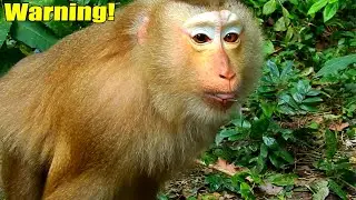 Calm Down Please! Warrior Ashley Warned Till Fought Poor Abandoned Monkey Jenny O-n Her T-ail.