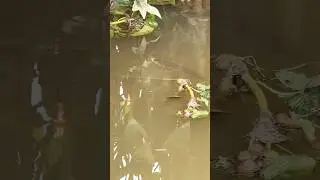 Mancing ikan chana babon di parit kecil🤤🥰