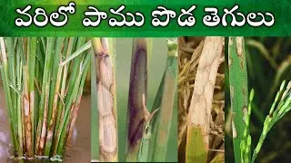 varilo pamu poda telugu | వరిలోపాము పొడ తెగులు నివారణ