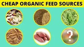 7 CHEAP ORGANIC Feed Alternatives for Broilers | Fast Growth, Low Cost!