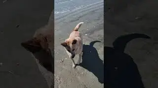 Freedom Beach