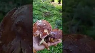 🍄&zwj;🟫🍄&zwj;🟫Maronen🍄&zwj;🟫🍄&zwj;🟫 #mushroom #pilze #เห็ดผึ้งเกาลัด #baybolete