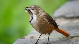 Animale combinate