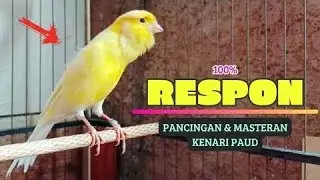 Pancingan Kenari GACOR panjang untuk Masteran Kenari PAUD & agar Kenari diam agar bunyi & gacor