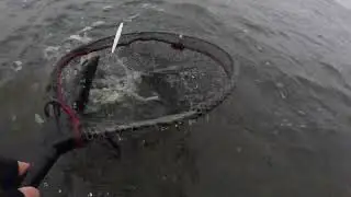 Fishing Premiere 2023 - Sea Trout