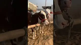 Bahar E Madina Cattle Farm #animalslover #cow #bull #cattle #baharemadinacattlefarm