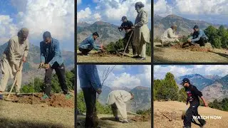 Plantation Drive || Chinar tree at Pir Panjal Venue ,Thalan || Village : Kotli kalaban