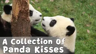 A Collection Of Panda Kisses | iPanda