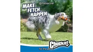 Chuckit! Ultra Fetch Stick Review: Durable, Interactive Toy for All Dog Sizes &ndash; Worth It?