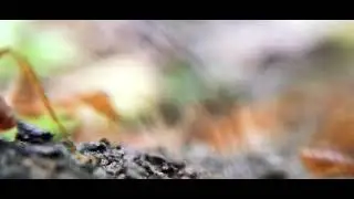 Micro views shoot-ants world #wild #Nature