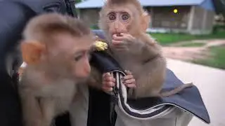 Ah Luy and Dollar want to drive motobike together veryhappy #animal #dog #cow #cute #monkey