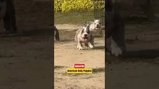 American Bully Puppies ❤️❤️ Join WhatsApp Channel for updates | Subscribe Black Star Kennels