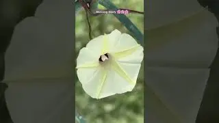 Beautiful White Morning 🤍Bloom #nature #morninggloryflower, #flower,#flowers ,#flowergardening