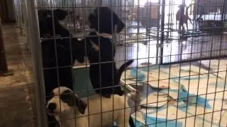 See inside the emergency shelter where 300 animals were moved