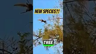 Hunting squirrels in COTW #cotw #squirrels #callofthewildgameplay