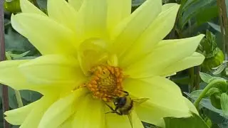 Bumblebee on Gorgeous Yellow Flame Dahlia Flower 