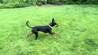 remy the manchester terrier puppy’s big backyard adventure