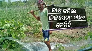 Farming Flow Irrigation // Farmers Innovation // Farming In Rural Odisha