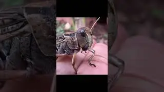 Catching insects in the garden  got Mantis Caterpillars Larva WhiteTadpoles Betta fish 086
