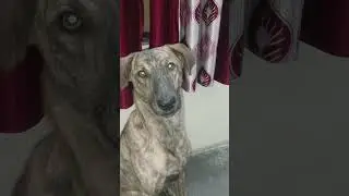 photo mai me toh accha dikhta hun #dog #doglife #funnydog #dogshorts #viral