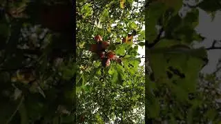 Apple 'John Downie' - fruit & leaves - September 2020