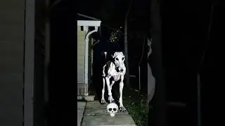 Dogs Can't Be Scary 💀#trollface #tranding #editing #memes #animals #shocking