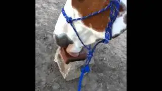 Licking of salt