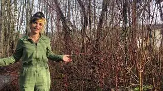 Wet Winter Hydrologies: How do wetlands handle flooding? (PART 1)