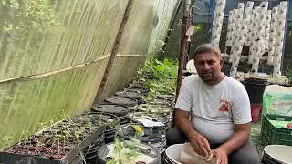 How to Grow Cherry Tomato Hydroponically? // Tomato Nutrition Management // Cherry Tomato in D.W.C.