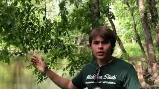 Branch Out! presents: Silver Maple