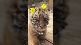 Tiger cub who likes to suck his fingers#animals #funnyanimal #funny #cute #tiger