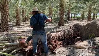 Phoenix Dactylifera Date Palm Diamond Cut | Desert Empire Palms