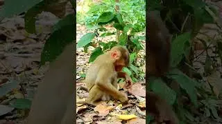 Best video of lovely Lily enjoys eating fruits fast and delcious with Libby #monkey #babymonkey
