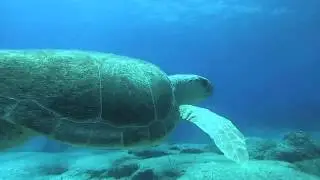 Green sea turtle (Chelonia mydas) @ The Caves - Cape Greko - Cyprus