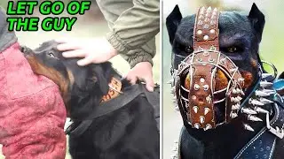 11 DOG BREEDS BANNED WORLDWIDE!