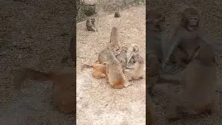 Adult monkeys are very calm while the small monkeys are naughty #primates #shorts #shortsfeed #short