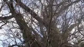 A Walk in Stratford Park