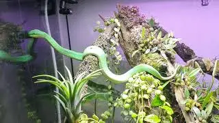 Trimeresurus insularis explores new home