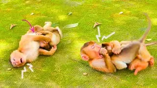 Big laughs 😂...When monkey SARO tells his brother baby monkey SABA to stop hi-t his special place.
