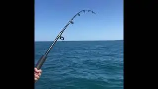 2019 80cm Pink Snapper  PB