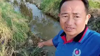 धान काट्ने बेलामा पानी परेपछि कृषकको बिचल्ली😭😭😭😭