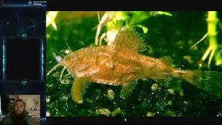 Fish Friday #181 - Asian Stone Catfish
