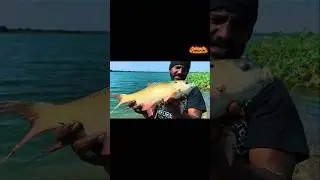 Amazing big rahu fish catching! #shortsfeed #fishing #fish