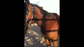 horse for sale $750 located in Saint George 