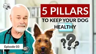 How to Keep Your Pet Healthy with These 5 Proven Vet-Recommended Habits