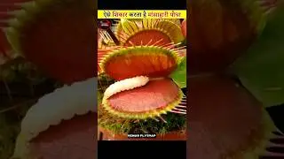 Venus Flytrap Carnivorous Plants #factololgical