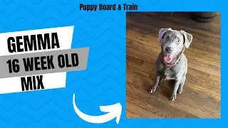 Gemma | 16 Week Old Silver Lab Mix | Puppy Training | Obedience Training | 10 Day Board and Train